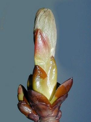 Chestnut Bud (Hestekastanje - knopp) blomstermedisin