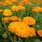 60ml Ringblomst (Calendula officinalis) Spania thumbnail