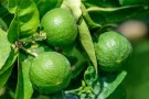 10ml Lime (citrus aurantifolia) kaldpresset thumbnail