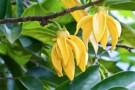 Ylang Ylang blomster thumbnail