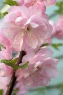 mandel blomst thumbnail