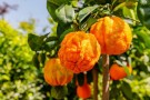10ml Petitgrain - Clementinblad (Citrus aurantium) Paraguay thumbnail