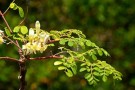 Moringa (Moringa oleifera) India 500 ml thumbnail