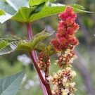 250ml Castor olje (Ricinus communis) India thumbnail