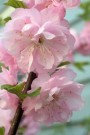 Mandel blomst thumbnail