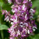 30ml Muskatellsalvie (salvia sclarea) USA thumbnail