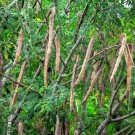 Moringa belg thumbnail