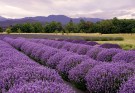 Lavendel hydrolat, 125ml fra Spania thumbnail