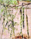 Moringa (Moringa oleifera) India 500 ml thumbnail