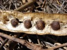 Moringa (Moringa oleifera), India 125ml thumbnail