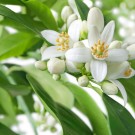 Neroli hydrolat 250ml, Spania thumbnail