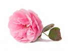 Rosa damascena thumbnail