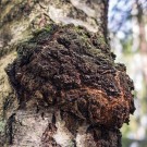 Chaga te 60g thumbnail
