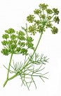 Fennikel plante thumbnail