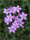 Centaury thumbnail