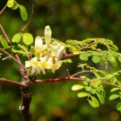 Moringa (Moringa oleifera), India 125ml thumbnail