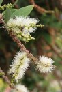 30ml Cajuput (melaleuca cajuputi) Australia thumbnail
