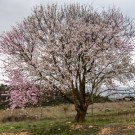 Mandel kaldpresset fra Spania 250ml thumbnail