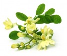 Moringa blomst thumbnail