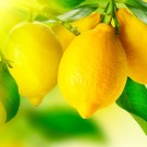 30ml Sitron (citrus limonum) kaldpresset, Spania thumbnail