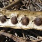 Moringa (Moringa oleifera), India 125ml thumbnail