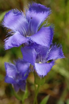 Gentian (bittersøte) blomstermedisin