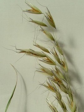 Wild oat (bergfaks), blomstermedisin