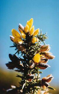 Gorse (gulltorn) blomstermedisin