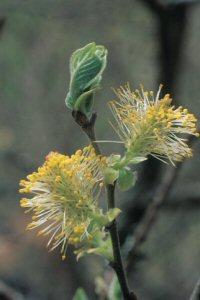 Willow (hengepil), blomstermedisin