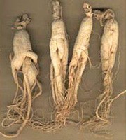 Ginseng - helse, styrke og lykke