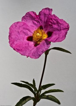 Rock Rose (vanlig solrose), blomstermedisin