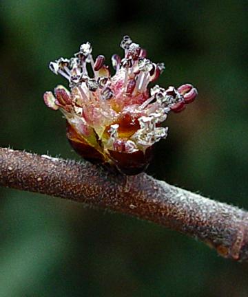 Elm (alm) blomstermedisin