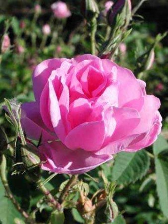 Rose eterisk olje