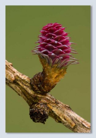 Larch (lerke) blomstermedisin