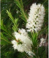 Rosalina - Tea tree lavendel eterisk olje