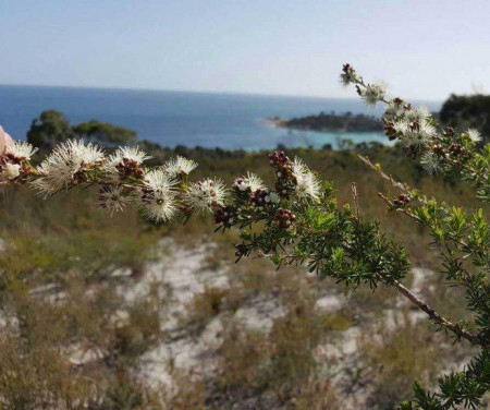 Kunzea eterisk olje