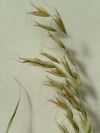 Wild oat (bergfaks), blomstermedisin