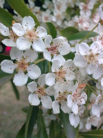 Holly (kristorn) blomstermedisin