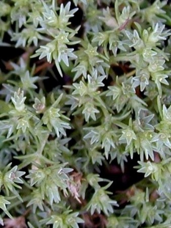 Scleranthus (ettårig knavel), blomstermedisin