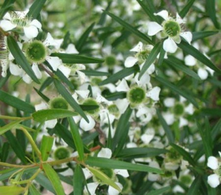 Sitron Tea Tree eterisk olje
