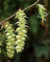 Hornbeam (agnbøk) blomstermedisin