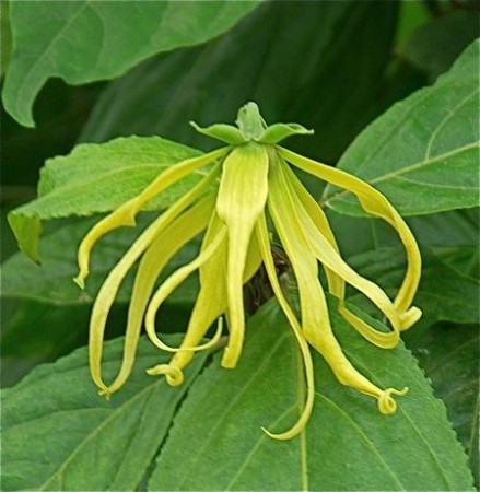 Ylang eterisk olje