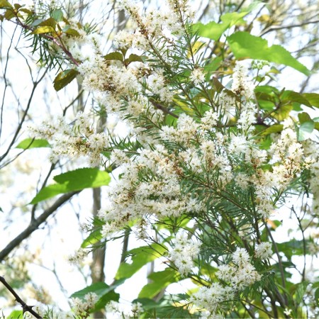 Tea Tree eterisk olje