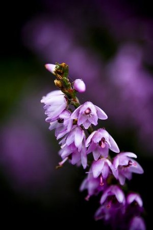 Heather (røsslyng) blomstermedisin