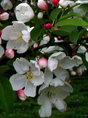 Crab Apple (dvergsøteple) blomstermedisin