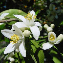 Neroli eterisk olje