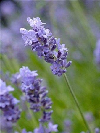 Lavendel eterisk olje