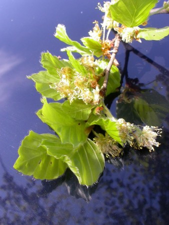 Beech (bøk) blomstermedisin