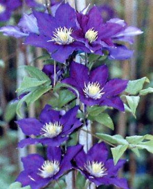 Clematis (Tysk klematis) blomstermedisin