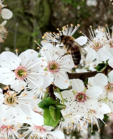 Cherry Plum (kirsebærplomme) blomstermedisin